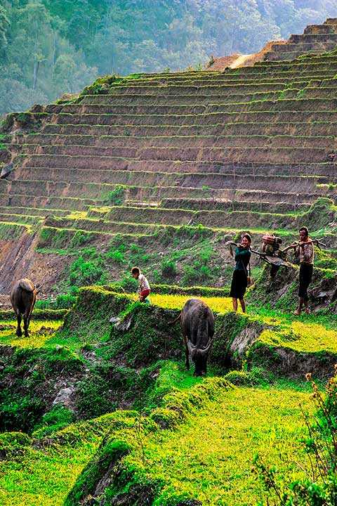 Hmong Tribe Working In The Rice Fields Sapa