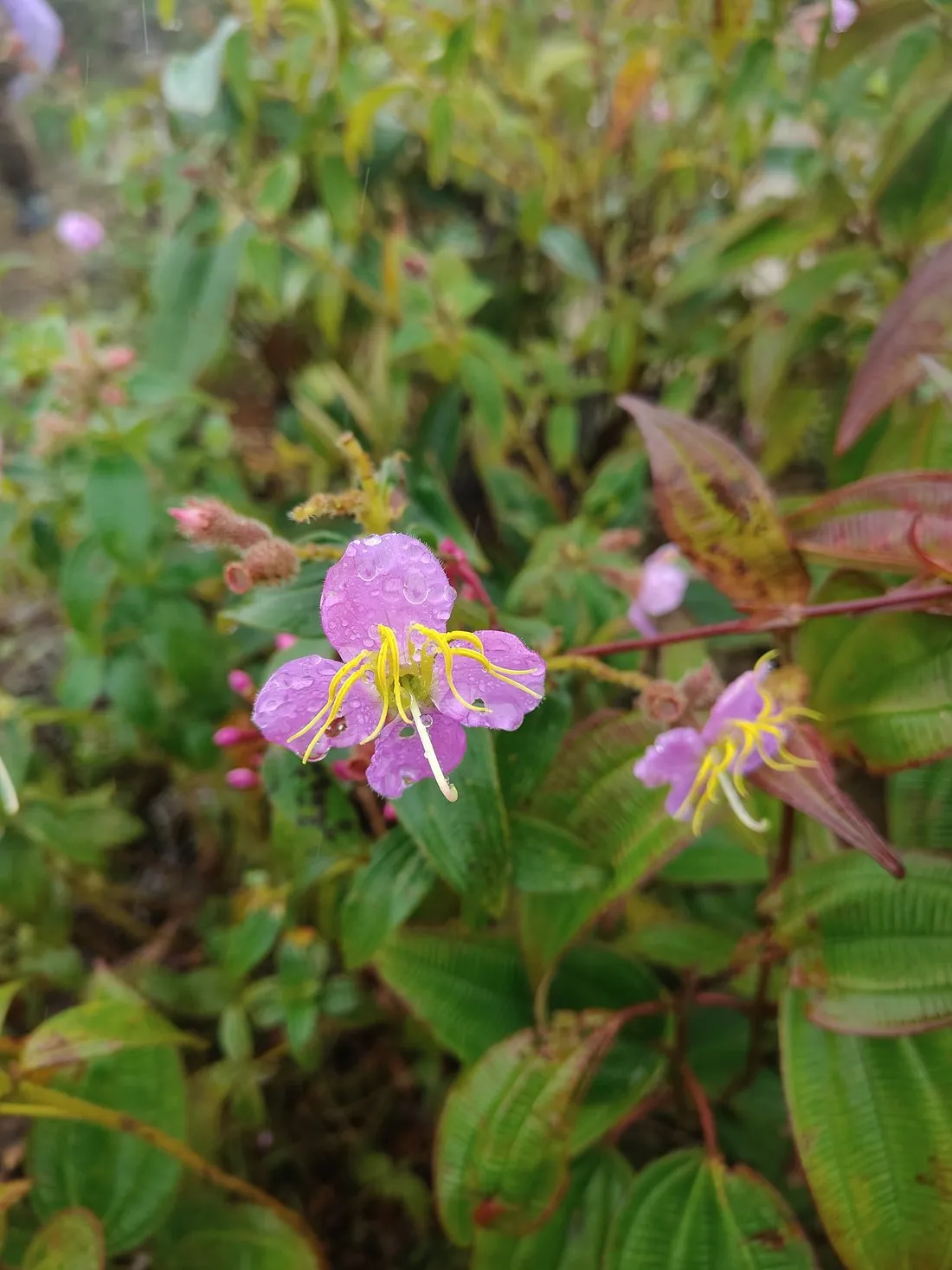 Wildflowers along the trekking trail between Hang Da and Hau Thao village — Sapa 2D1N tour