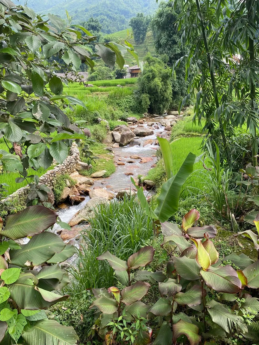 Trekking group on the rice paddy trail — Discover Rice Fields and Nature 1-day tour, Sapa