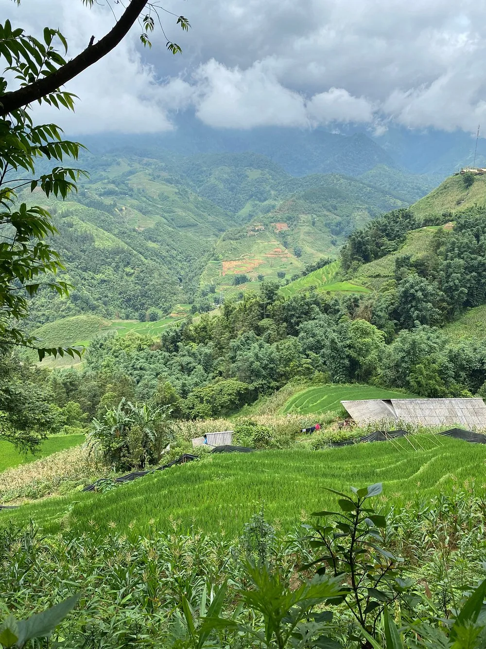 Green rice terraces on the Discover Rice Fields and Nature route from Sapa