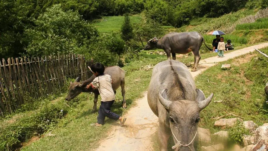 Terraced rice fields at Ma Tra village — flat paddy trail through the Muong Hoa Valley