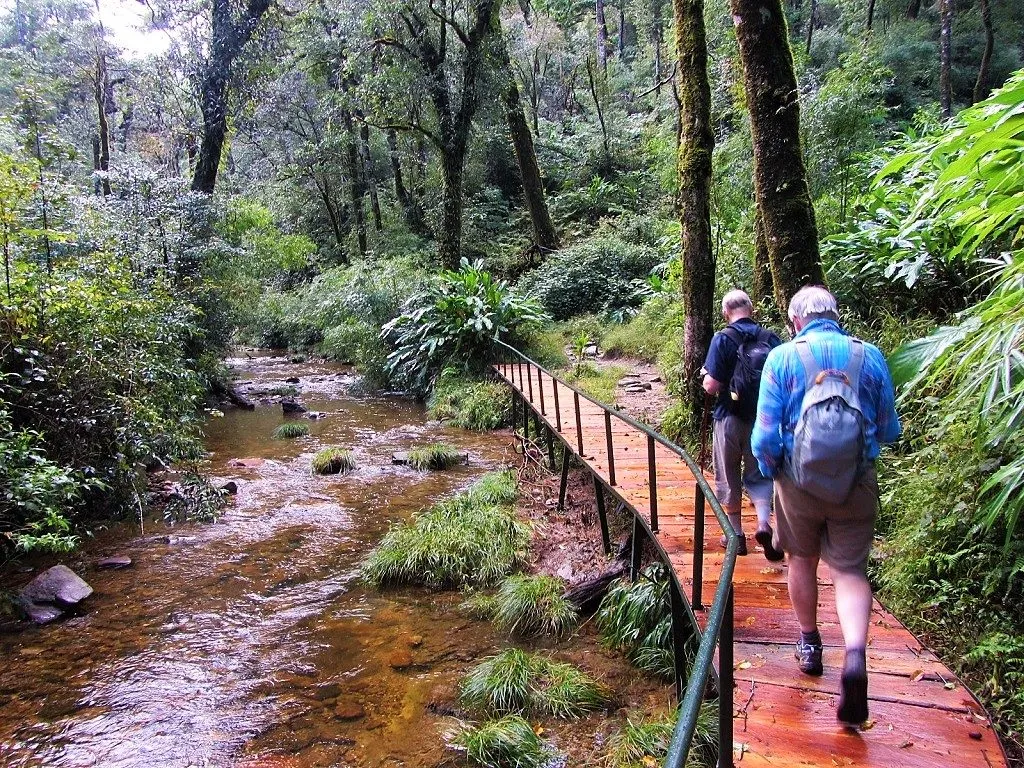 Forest stream boardwalk near Tram Ton Pass at the start of the Fansipan one-day trek, Sapa