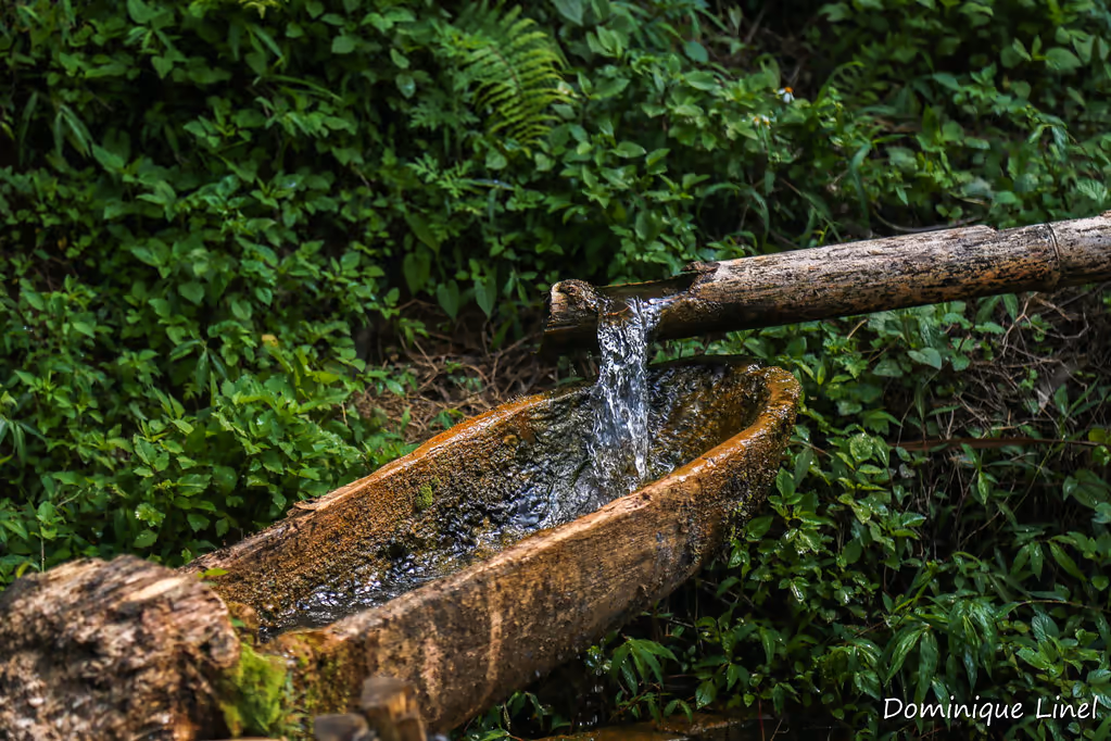 A split-bamboo pipe pouring spring water into a wooden trough on the trail from Giang Ta Chai to Ta Van
