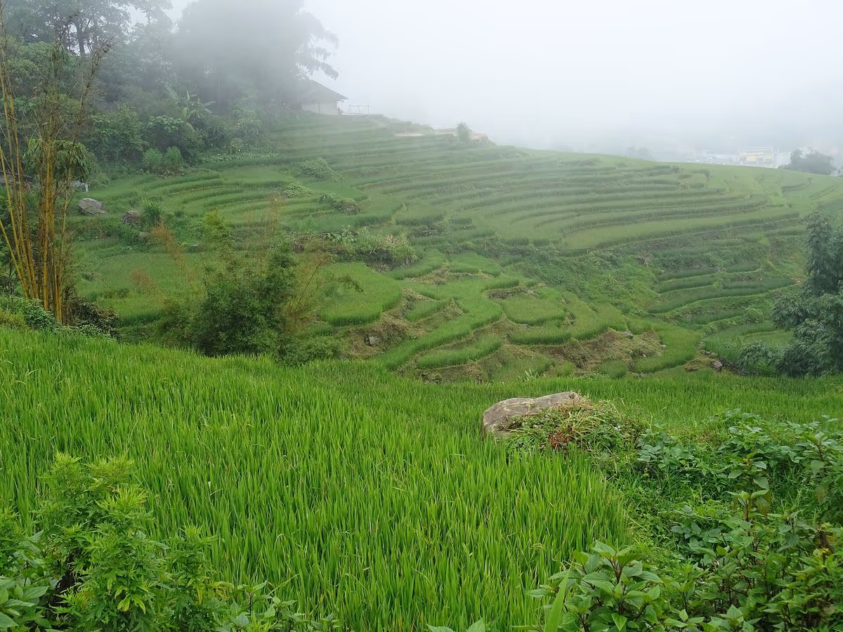 Green rice terraces in Hau Thao in August, near Giang Ta Chai, Sapa