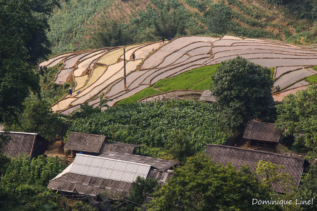 Rooftops of Giang Ta Chai village among banana trees and flooded rice terraces, Sapa