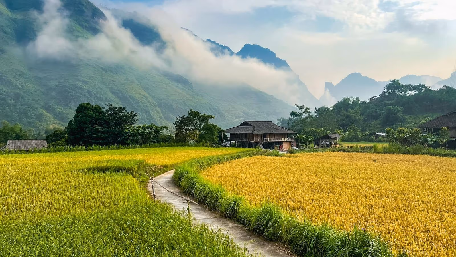 Golden ripe rice fields and a timber stilt house with low cloud over the hills at Du Gia, Yen Minh