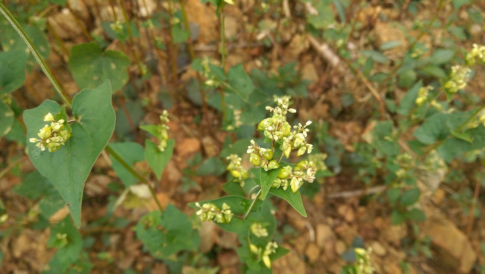 Close-up of small green-white buckwheat flower clusters and heart-shaped leaves on the Dong Van plateau