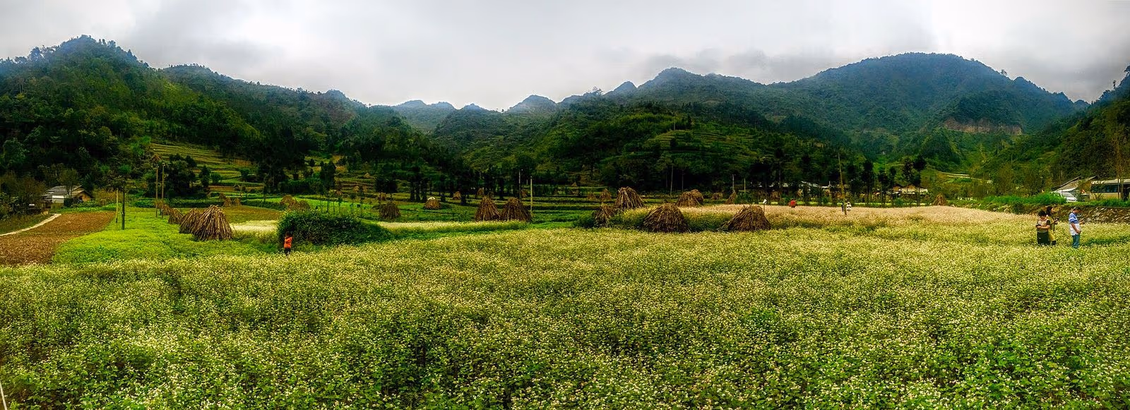 Wide field of white buckwheat flowers with cone-shaped straw stacks in a valley at Sung La, Dong Van