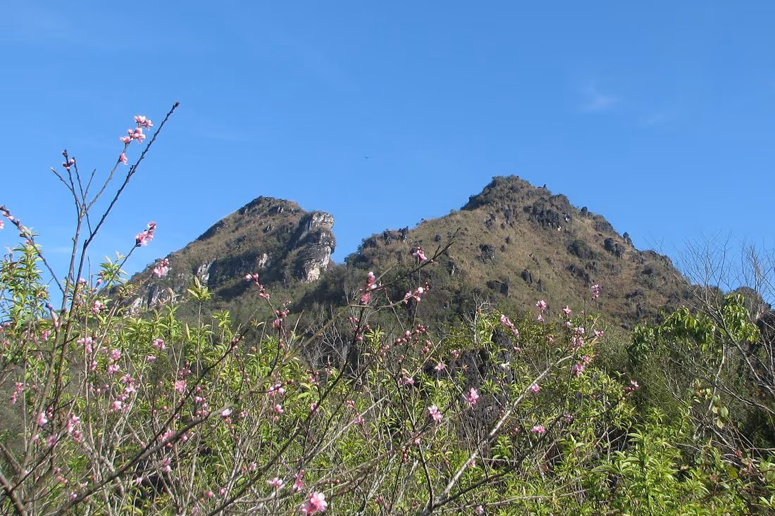 Pink peach blossom in the foreground with Ham Rong Mountain's jagged dragon's jaw rock peaks behind, Sapa, Vietnam
