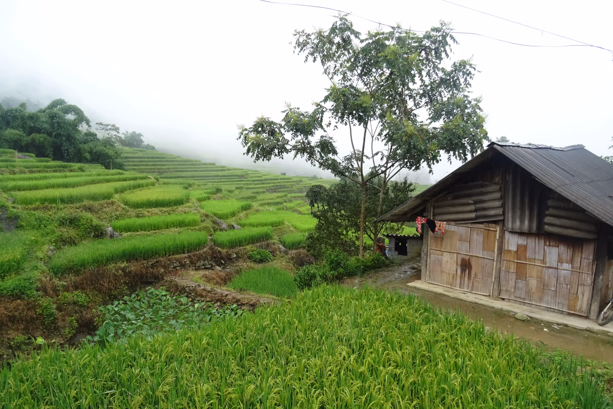Traditional Black H'mong timber and bamboo house among rice terraces near Hau Thao, Sapa