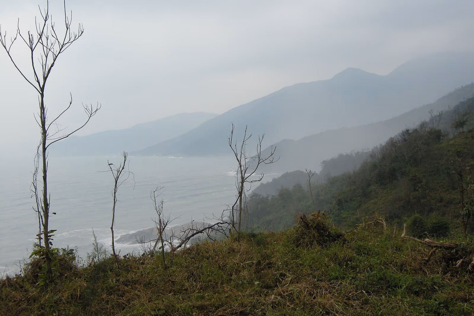Misty mountain ridges falling to a grey sea with bare saplings in the foreground, on the coast near the Hai Van Pass