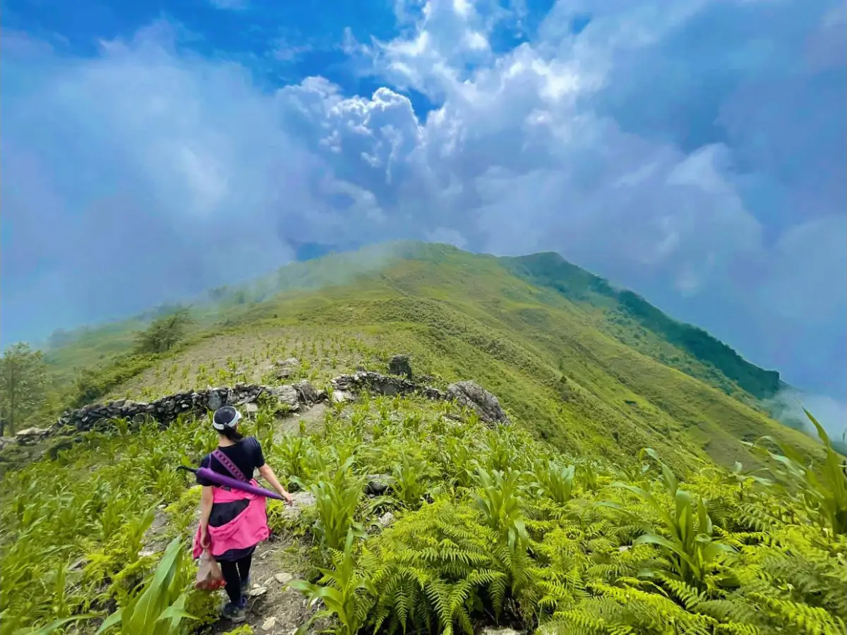Muong Hoa Valley rice terraces viewed from the trail floor