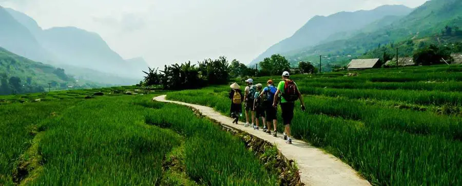 Trekking group walking through golden rice paddies in the Muong Hoa Valley