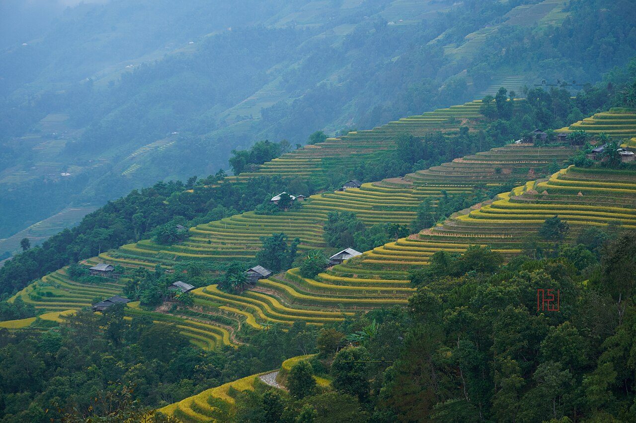 Golden rice terraces on misty mountains in northern Vietnam