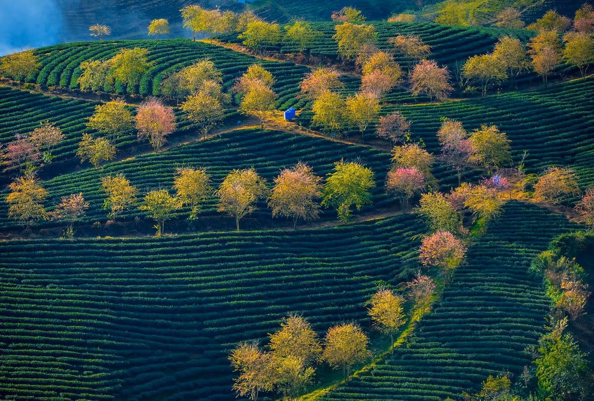 Rows of tea bushes and cherry blossom trees on the O Quy Ho tea hill near Sapa