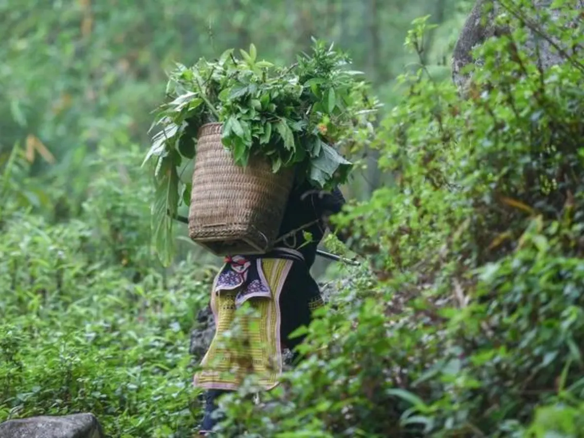 Red Dao village in the Hoang Lien Son mountains — traditional herbal medicine
