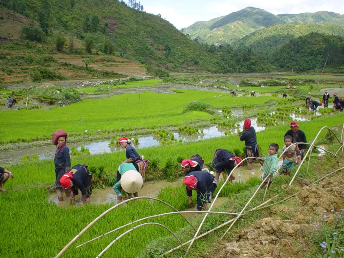 Red Dao women in red headscarves planting in a flooded rice paddy