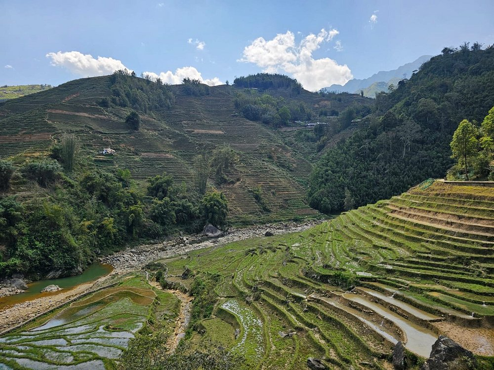 Trekker on the Sapa rice terrace trail — green paddies descending into Muong Hoa Valley