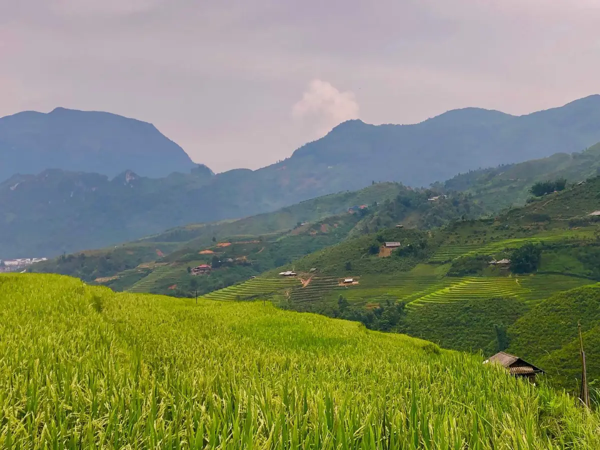 Trekking Through Rice Terraced Fields — Sapa, Vietnam