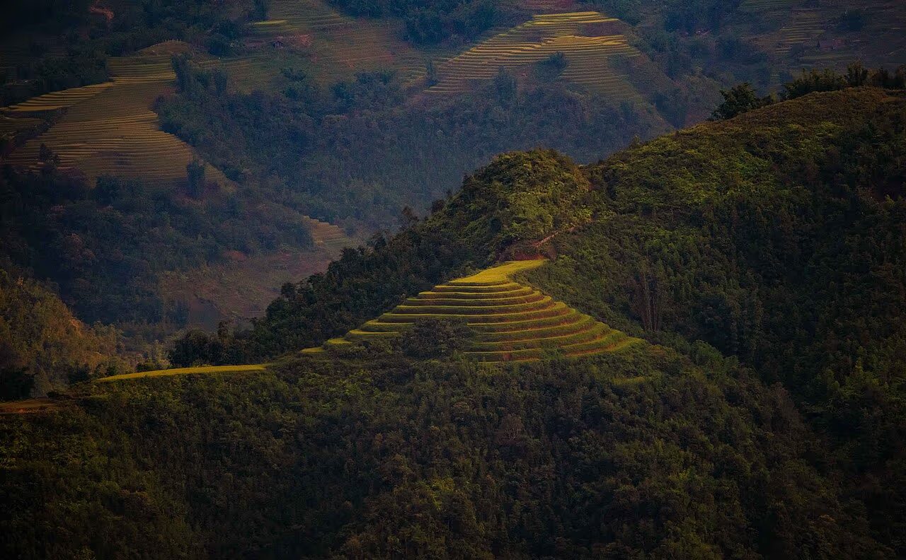 A golden terraced hillside glowing among the dark green mountains of Sapa