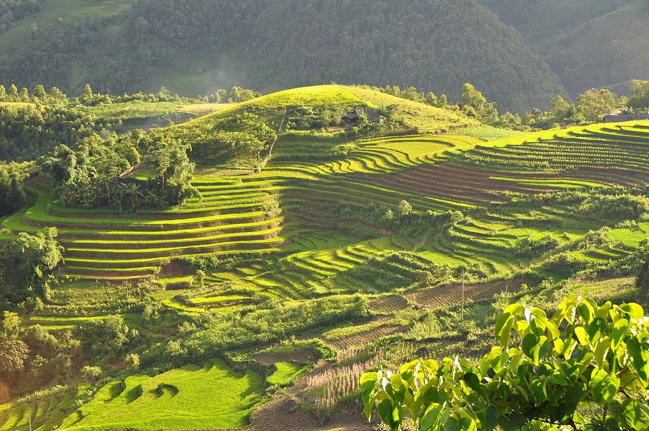 Lush green rice terraces curving across the mountains of Sapa, Vietnam