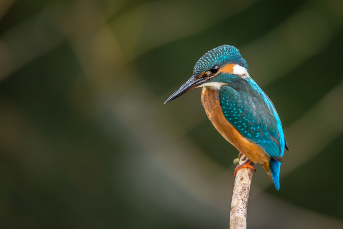 Common kingfisher on a stream near Y Linh Ho Village — wildlife in Sapa