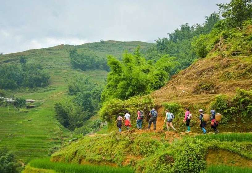 Golden rice terraces of Sapa viewed from the easy seniors walking route in Lao Cai Vietnam