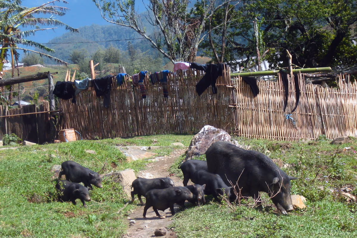 Black pigs foraging in a yard beside a bamboo fence in Sin Chai village, Sapa