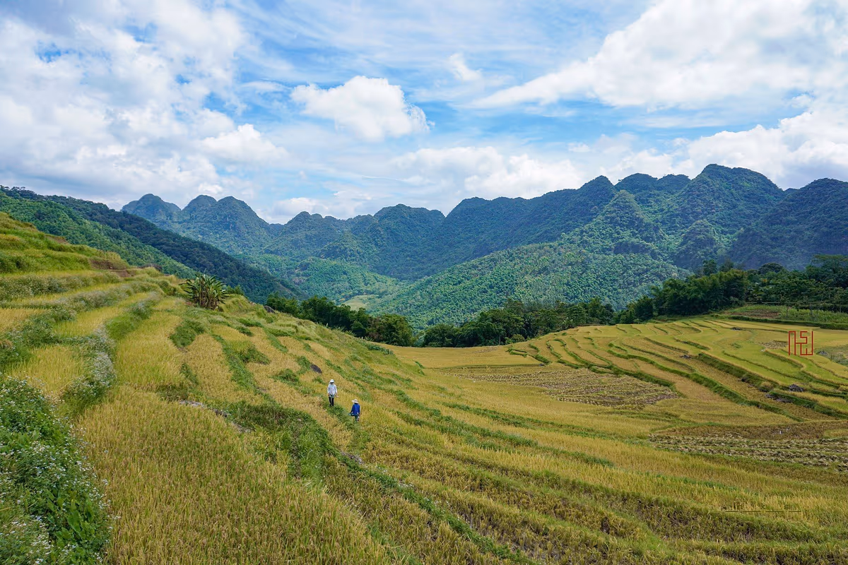 Yellow-green rice terraces on a hillside below limestone peaks at Pu Luong, with two farmers on a path
