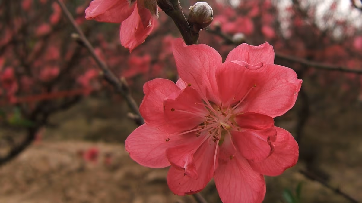 Close-up of pink peach blossom on a branch in an orchard, the Tet flower of northern Vietnam