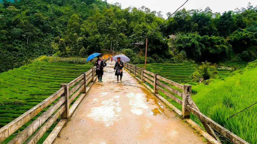 Terraced rice paddies descending into the valley on the unlimited Sapa trek