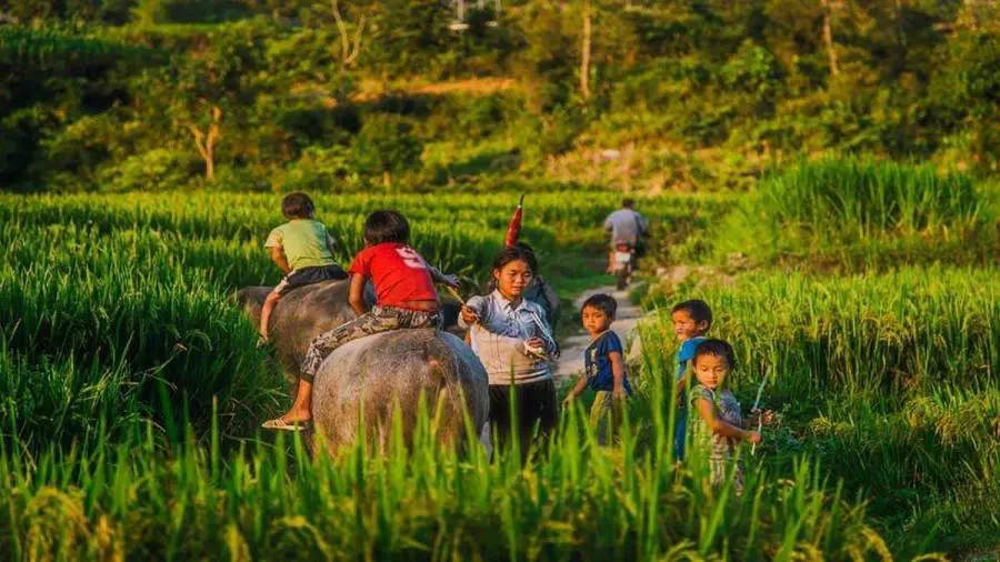 Trekkers crossing a bamboo bridge over a stream in Giang Ta Chai village
