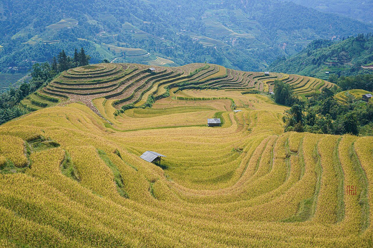 Golden rice terraces curving across a hillside in northern Vietnam