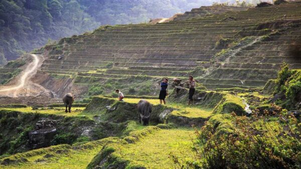 The Local People Are Working In The Rice Fields