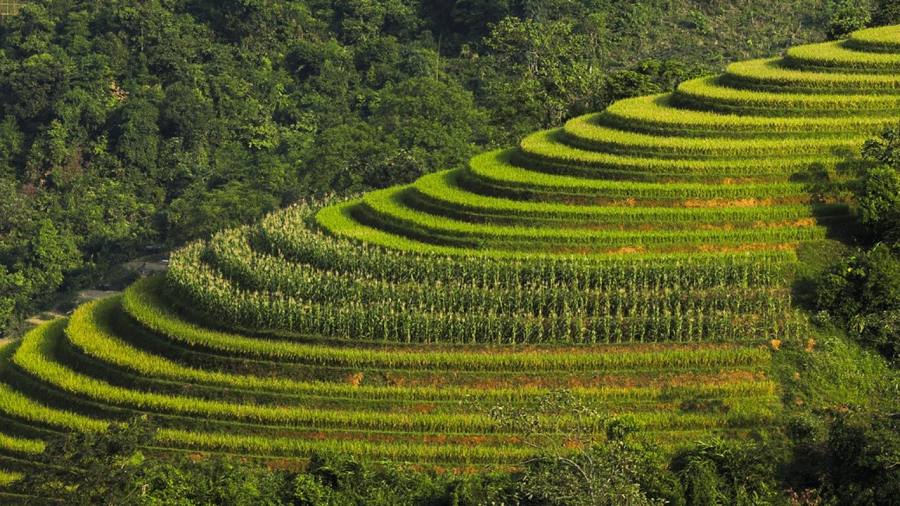 Rice Paddies In The Hill