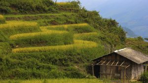 A Small House Inside The Rice Fields