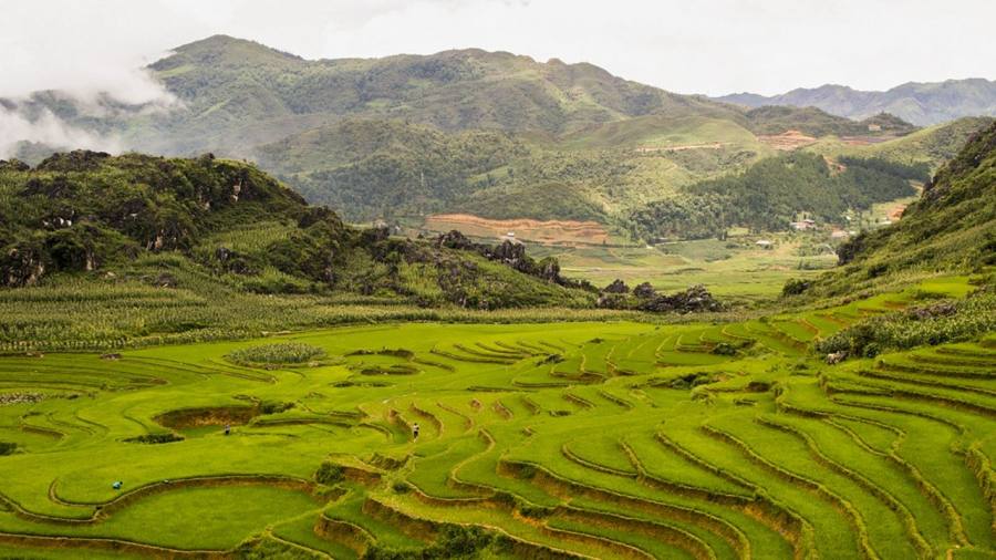 Rice tarrace fields in Ta Phin village, Vietnam