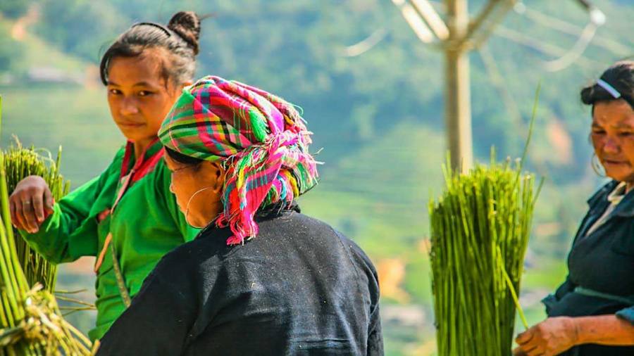 Hmong Tribe In Sapa