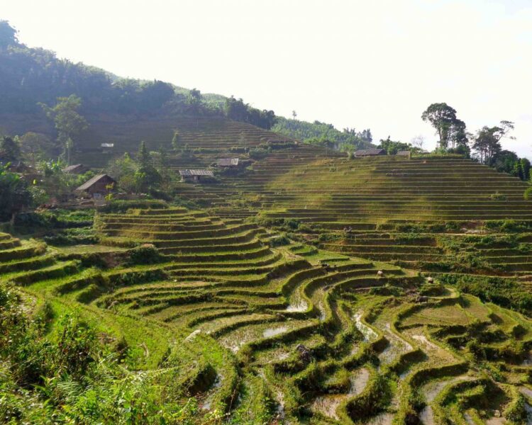 Sapa rice terrece fields
