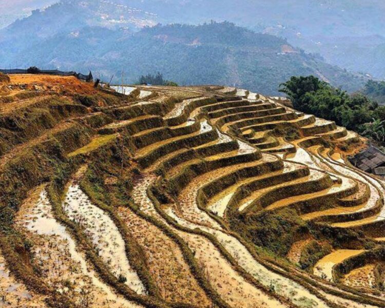 Sapa Rice Fields