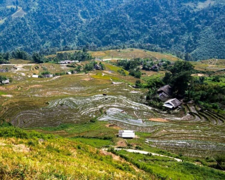 Sapa Rice Terrace Fields