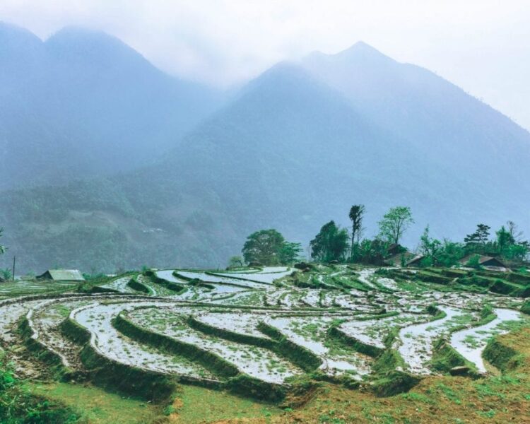 Sapa Rice Paddy