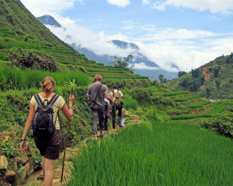 Sapa Trekking To Rie Fields