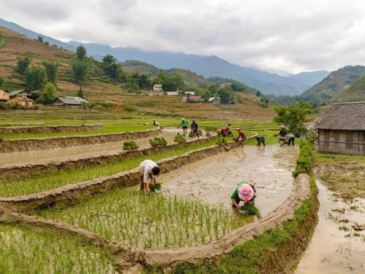 Waterfalls And Traditional Villages Rice Fields 2