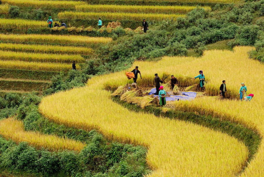 Autumn In Sapa