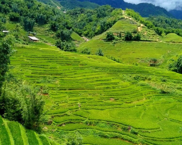 best rice fields in Sapa