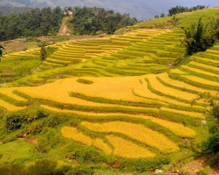 Best Rice Fields In Sapa, Vietnam