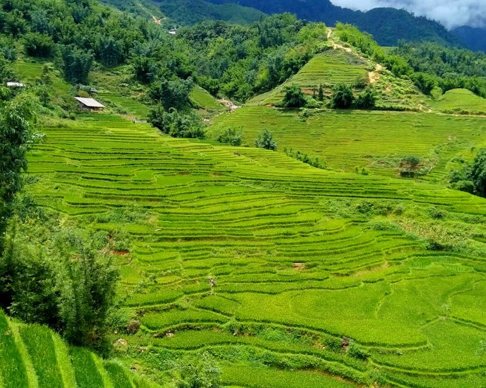 Best Rice Fields In Sapa