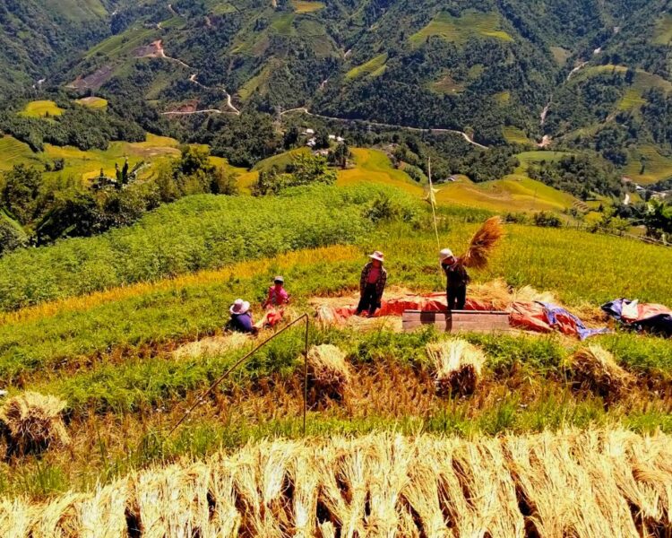 Local People Harvesting Rice