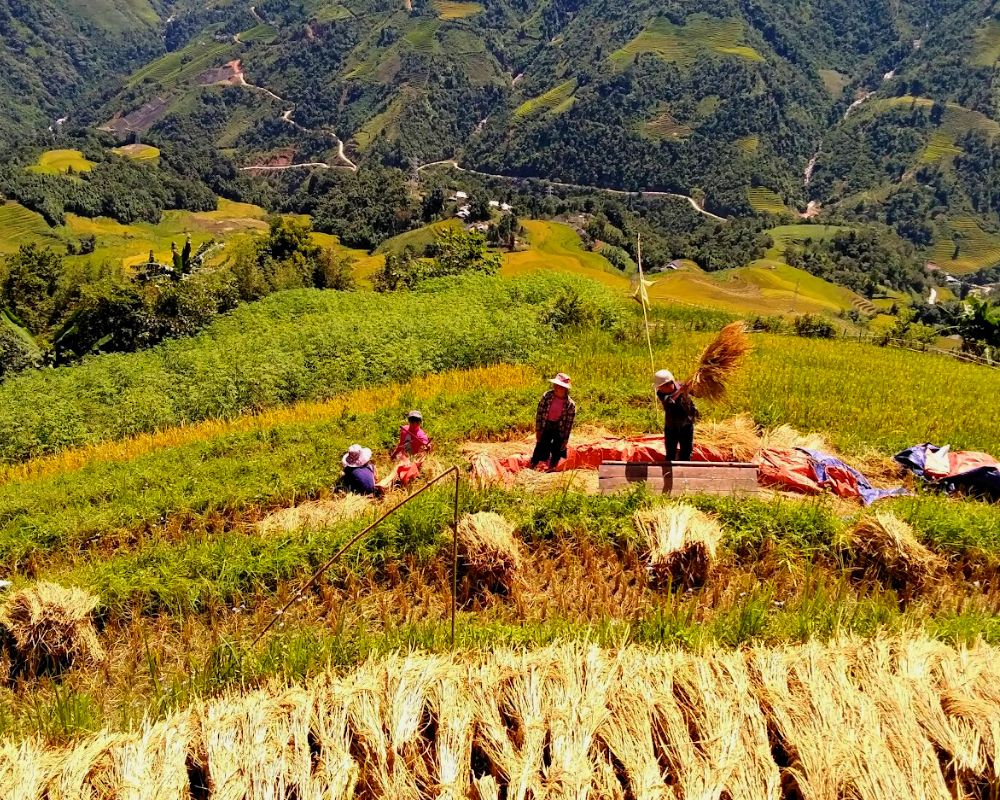 Local people harvesting rice